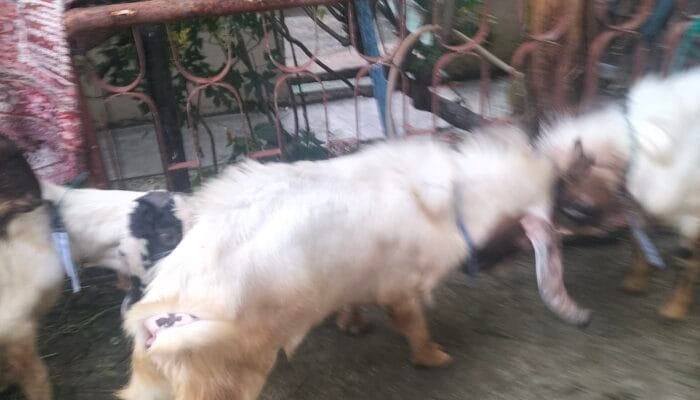 Idul Adha, Momentum Berbagi: Daging Kurban untuk Mereka yang Membutuhkan